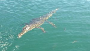Das Kroko erwischte keinen Fisch