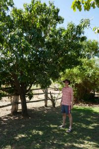 Mangobaum