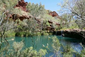 Dale Gorge Fern Pool