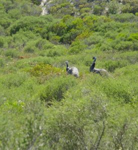 Emus