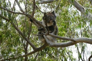 20161019_koala1