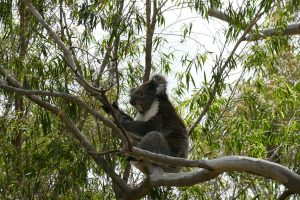 20161019_koala2
