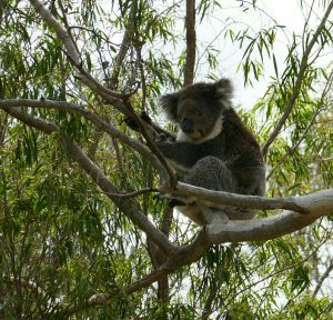 20161019_koala3-edit