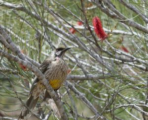 20161019_vogel1
