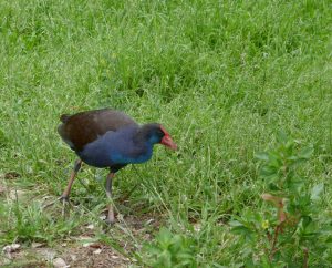 20161019_vogel2