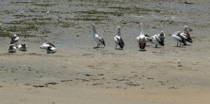 Pelikane am Strand von Cairns