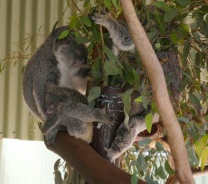 Koala mit ihrem Jungen, soooo süss